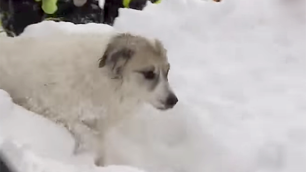 Due cani salvati dall’assideramento nei ghiacci di Boston