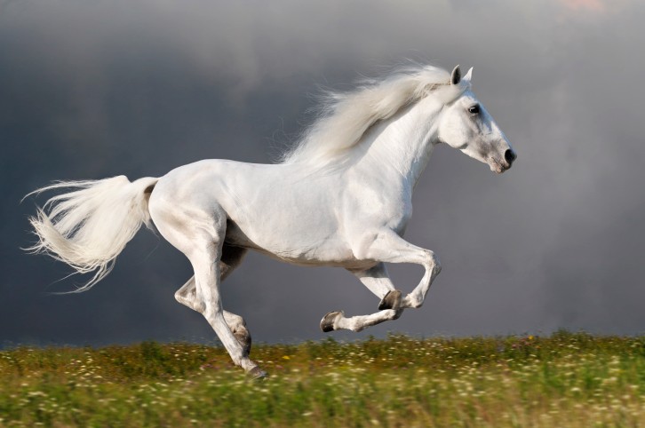 Con il capodanno cinese inizia l'anno del cavallo