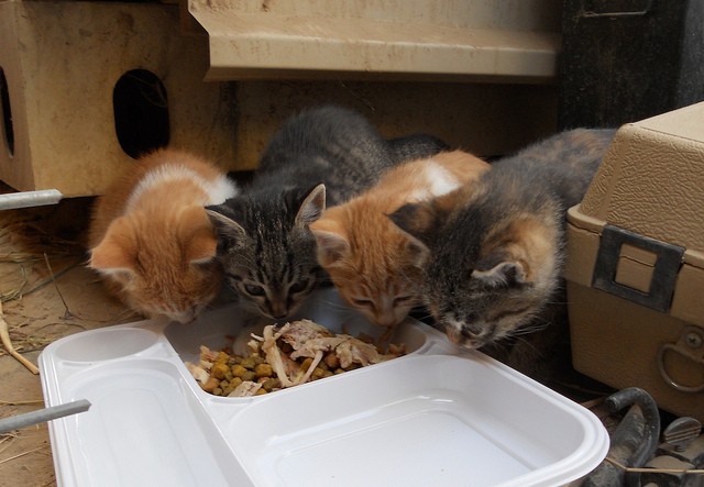 Gattini che mangiano