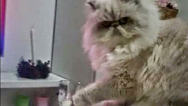 Il gatto dispettoso che fa cadere un bicchiere dal tavolo
