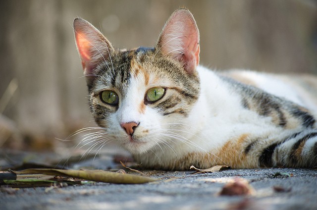 Gatto strada