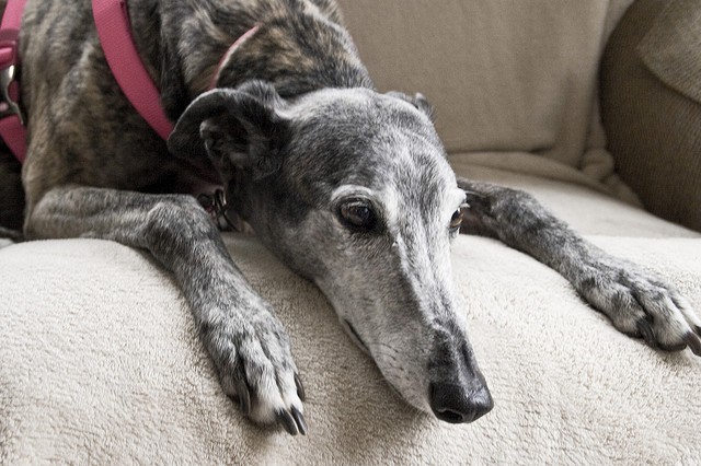 Greyhound