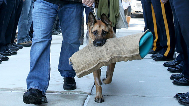 L'ultimo saluto a Judge, cane poliziotto eroe