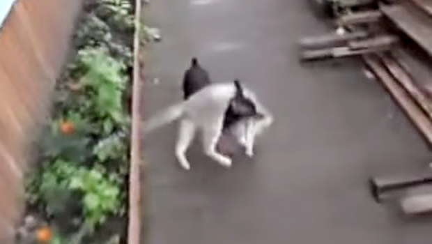Il cane che si carica sulle spalle il gatto