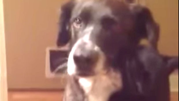 Il gatto che abbraccia il cane che non vede da 10 giorni