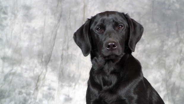 Un Labrador Retriever nero