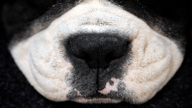Il naso – tartufo – di un cane
