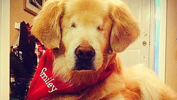 Smiley, il cane non vedente che gioca con i bambini