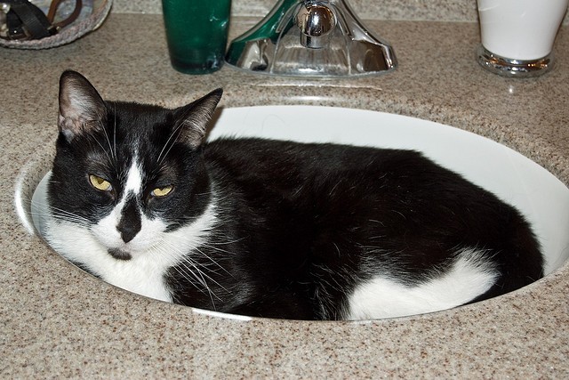 Gatto lavandino