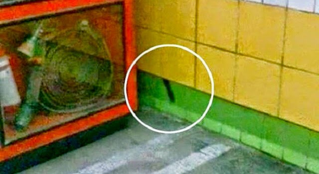 Biso, il gatto che ha vissuto 5 anni dentro un muro di una stazione