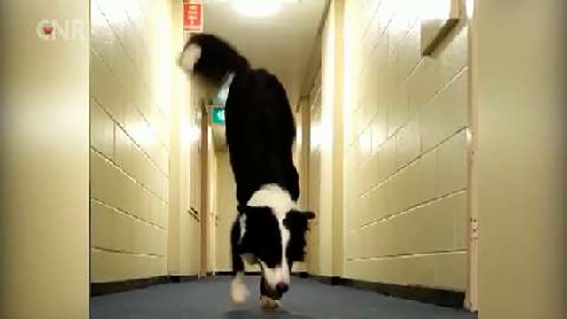 Ace, il border collie equilibrista star del web