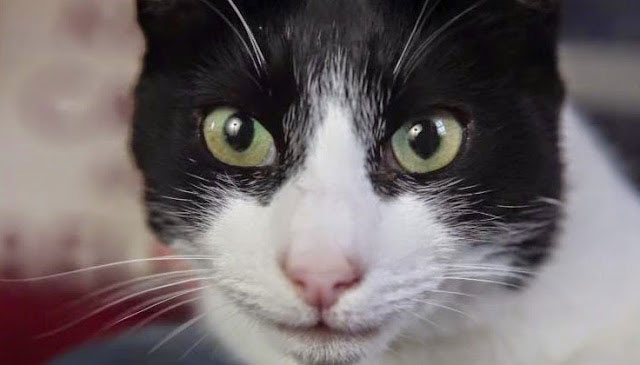 Merlin, il gatto dalle fusa più rumorose del mondo