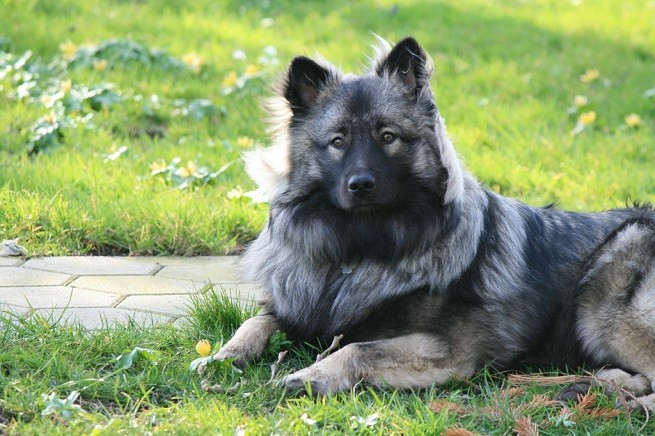 Cane prato