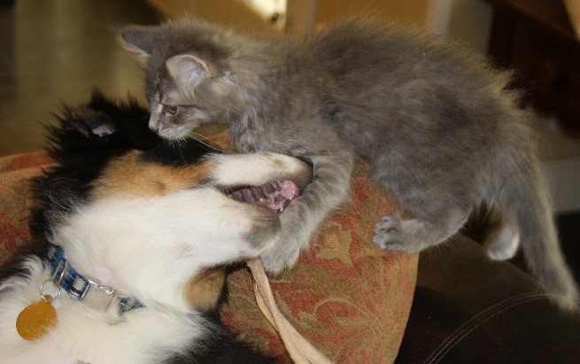 Cucciolo gattino