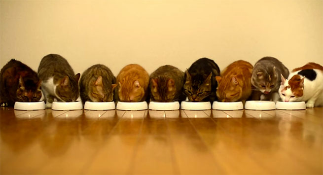 Gatti che mangiano in maniera sincronizzata