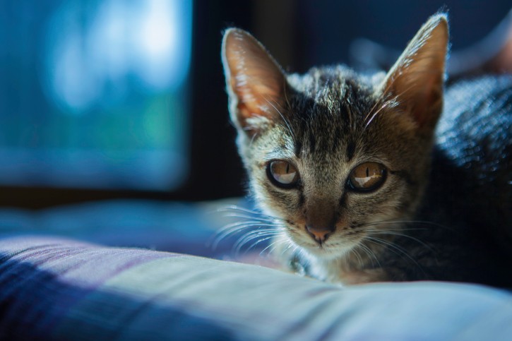 Gatto bengalese