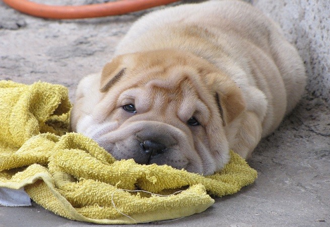 Sharpei