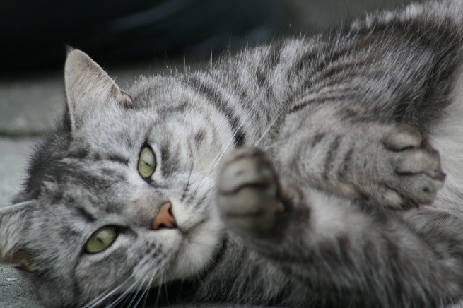 Silver cat