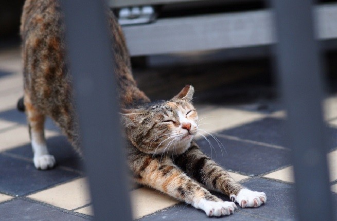 Gatto che si stiracchia