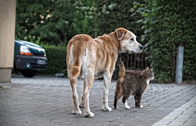 cane gatto