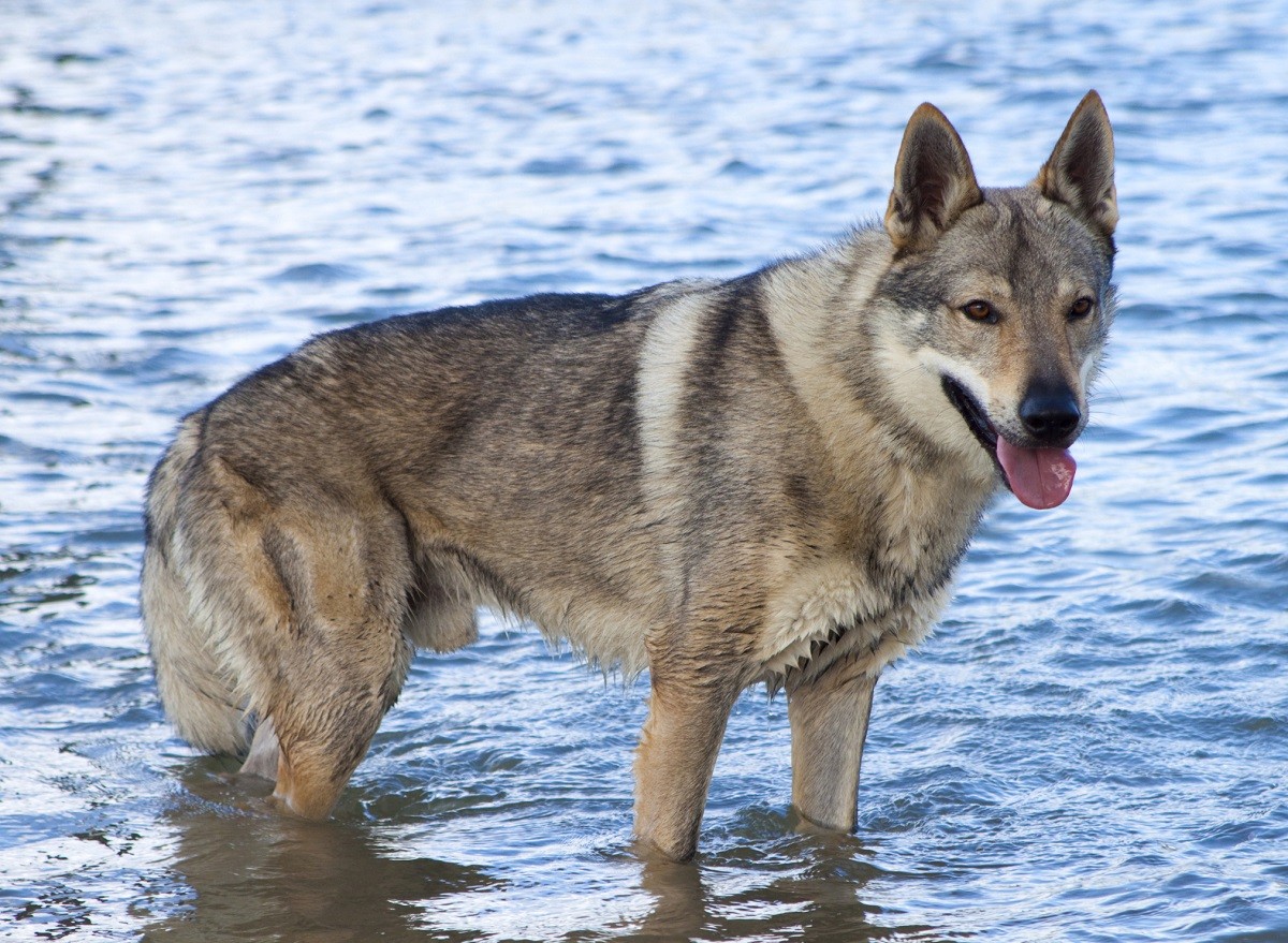 Cane lupo cecoslovacco