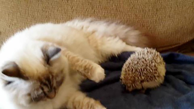 Il gattino che si siede sul riccio