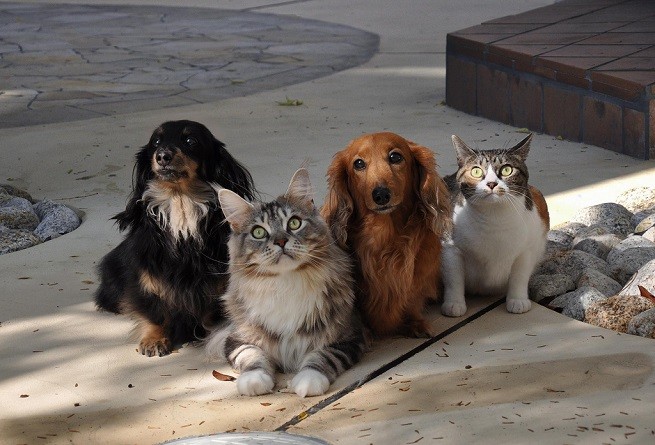 cani gatti