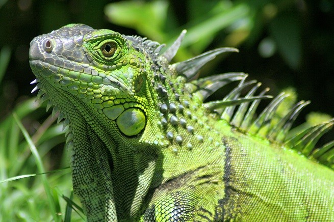 iguana verde