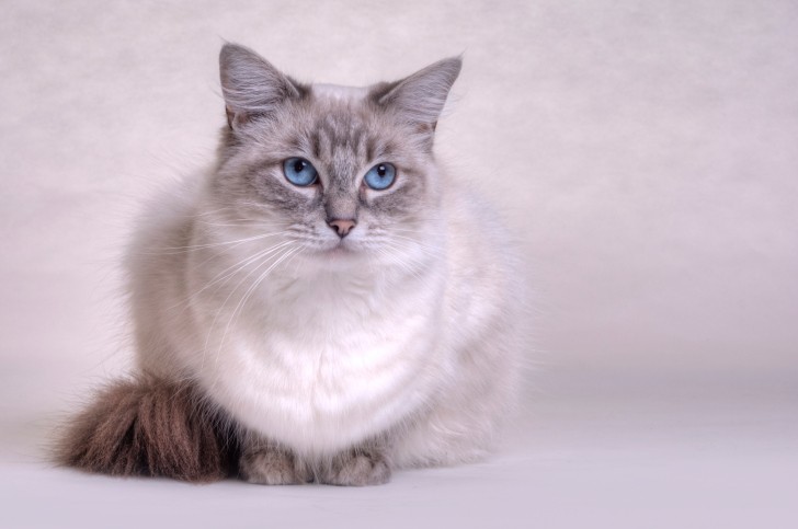 Ragdoll