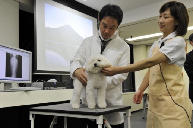 veterinario