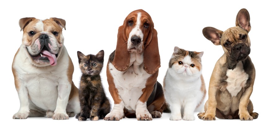 Animali