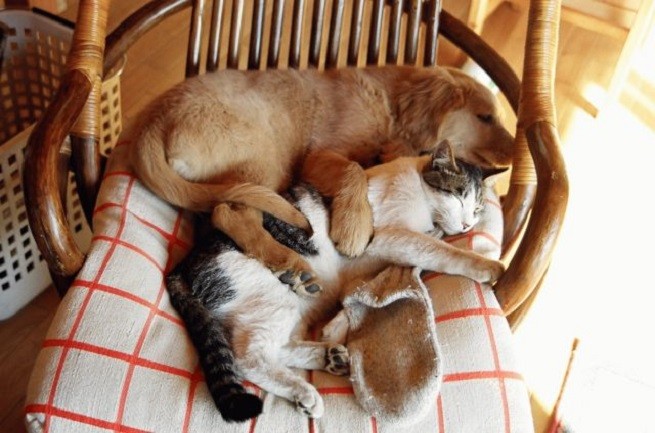 cane gatto