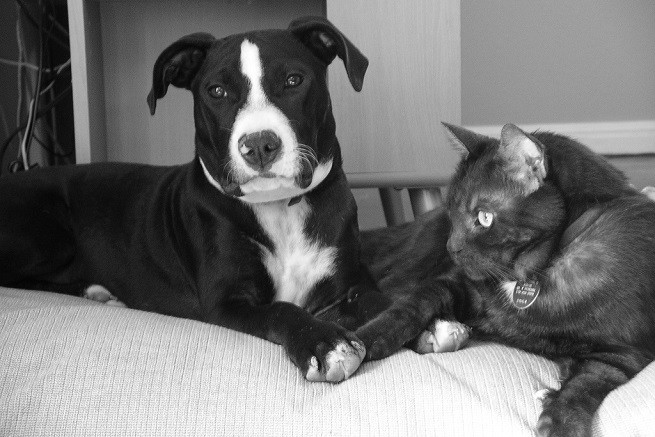 cane gatto bianconero