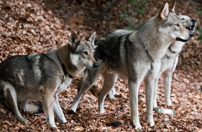 cane lupo cecoslovacco