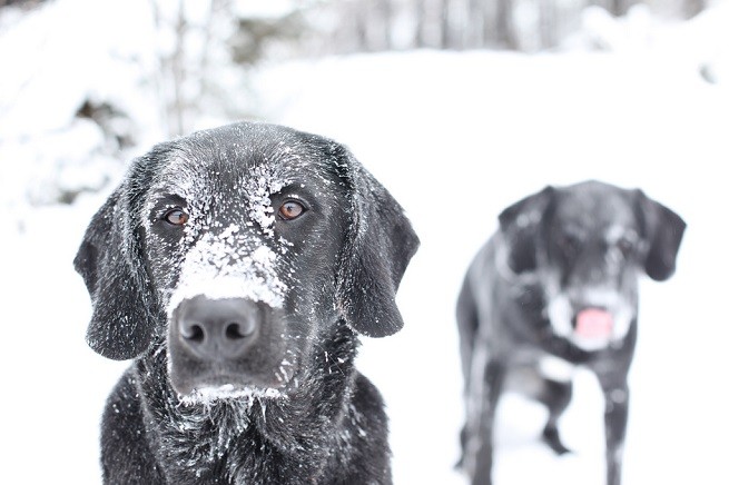 cani neve
