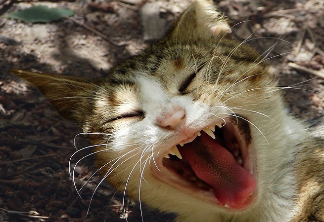 gatto bocca