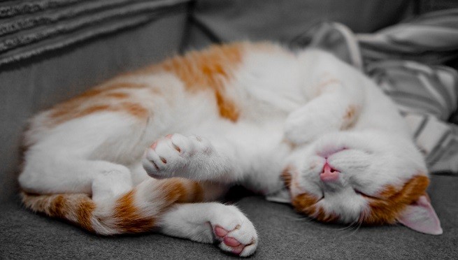 gatto dorme