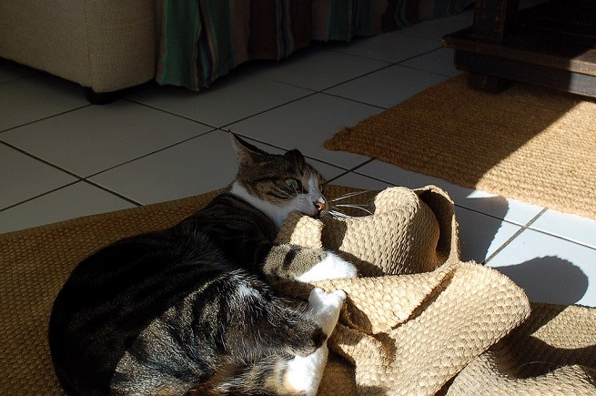 gatto gioca