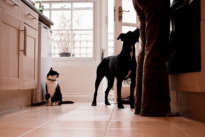 cane gatto cucina