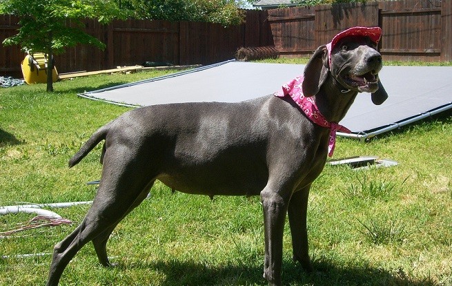 cane gravidanza