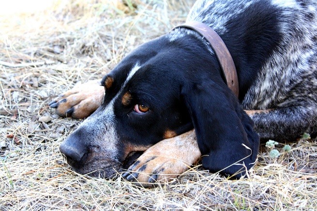 cane mogio