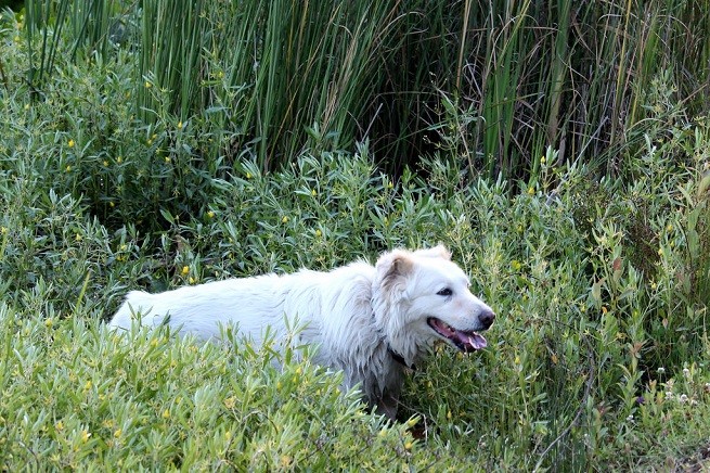cane prato