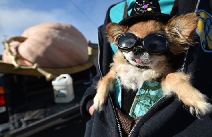Chihuahua