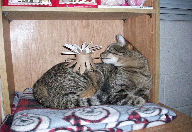 gatto gioca