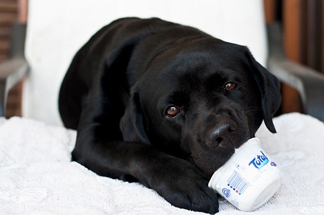 labrador yogurt