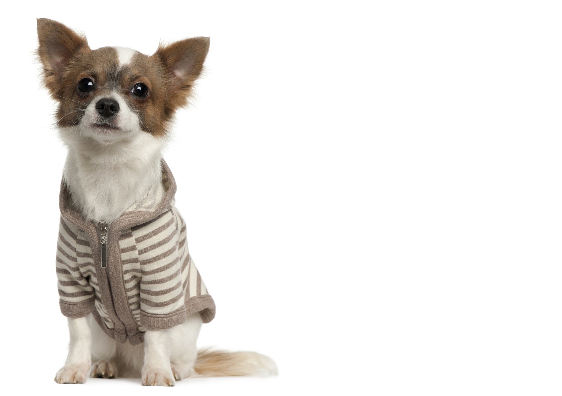 Animali abbandonati maglioni