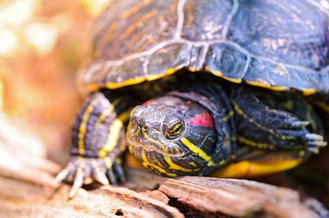 trachemys