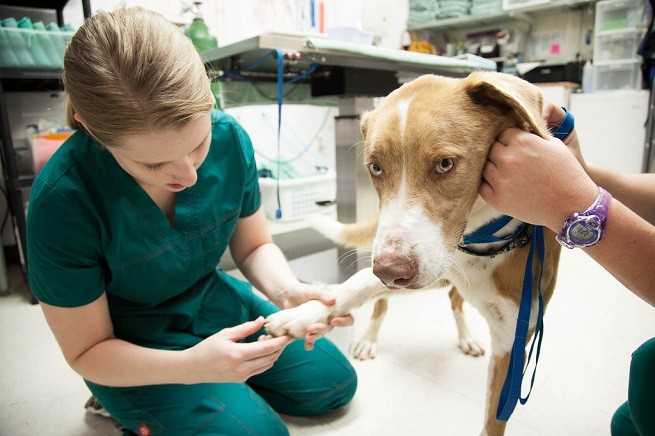 veterinario