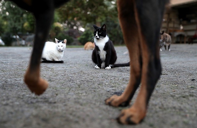 cane gatto