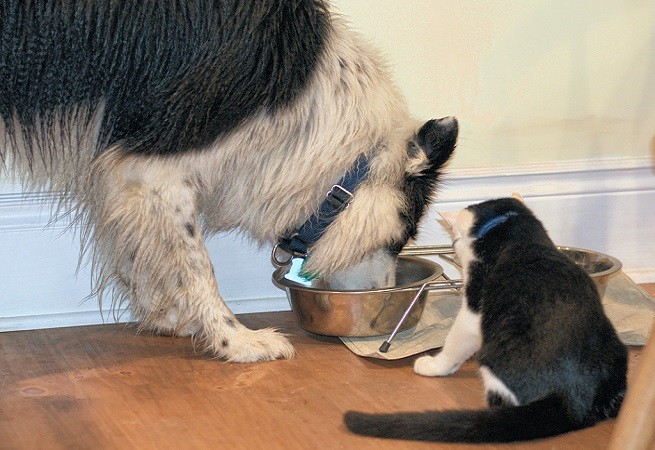 cane gatto mangiano